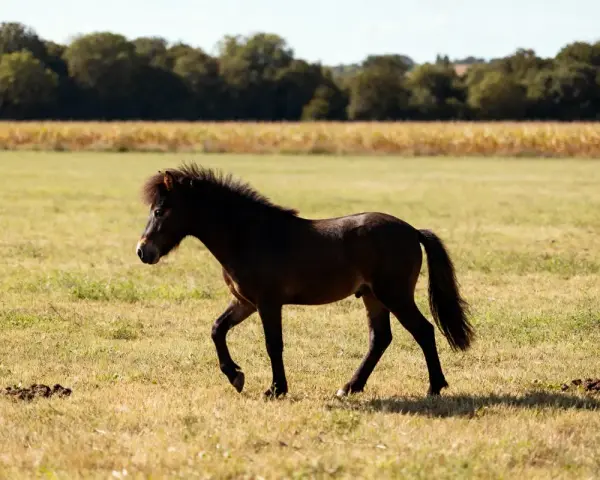 Un jeune poney français de selle, au pelage sombre et à la crinière ébouriffée, trotte dans un pré verdoyant, sous un ciel bleu.