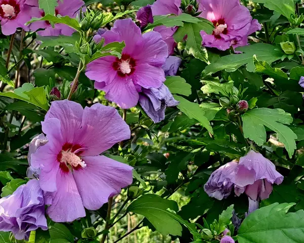 Fioletowe kwiaty hibiskusa, z kroplami deszczu na płatkach, wyglądają jak gotowe do zaparzenia naparu z hibiskusa.