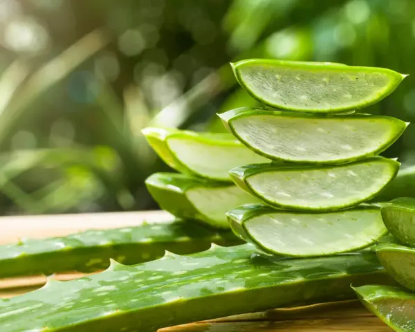 Frische Aloe Vera Scheiben gestapelt, bereit für die Anwendung in die Haare.