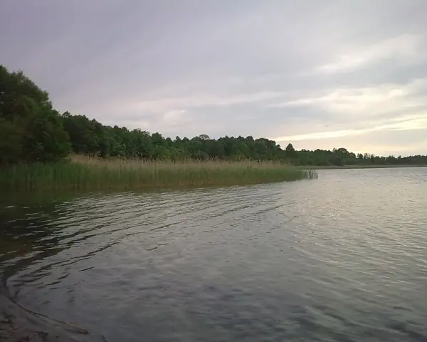 Spokojne jezioro orłowskie z gęstym pasem trzcin i zielonym lasem w tle. Woda lekko faluje pod pochmurnym niebem.