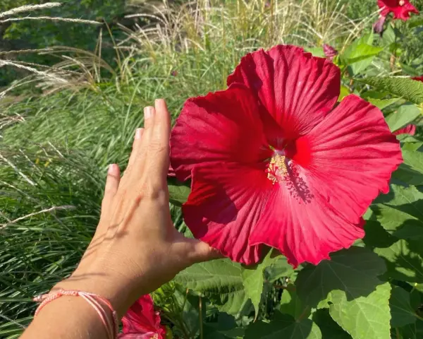 Dłoń obok ogromnego, czerwonego kwiatu hibiskusa bagiennego. W tle trawy ozdobne, sugerujące przygotowania do zimowania.