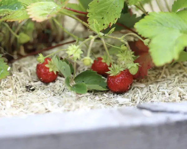 Röda, saftiga jordgubbar växer bland gröna blad. De ser ut som små guldvatten, redo att plockas.