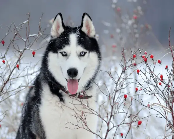 Ile km dziennie powinien chodzić husky, aby uniknąć problemów zdrowotnych?