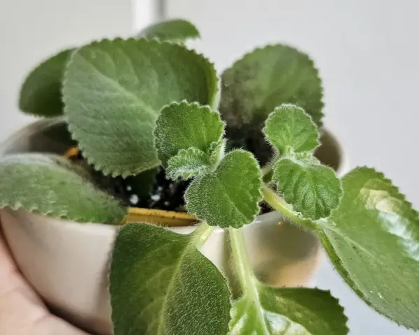 Planta de dinero en maceta, con hojas verdes y aterciopeladas. Ideal para saber donde colocar la planta del dinero y atraer prosperidad.