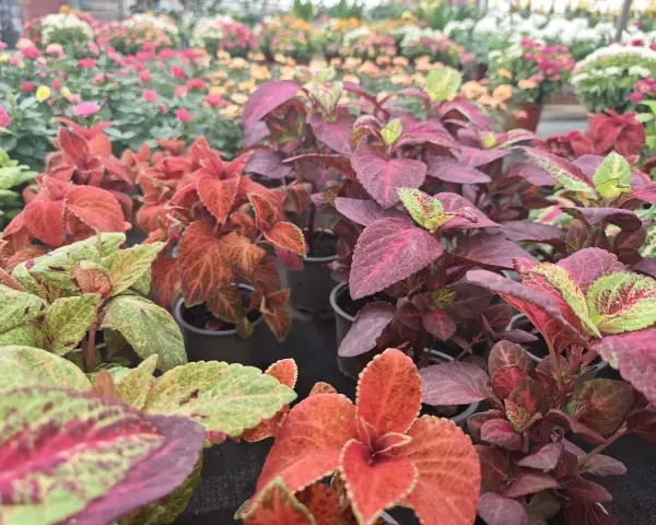 Primer plano de plantas coleo con hojas vibrantes en tonos rojos, verdes y morados, dispuestas en macetas en un vivero.