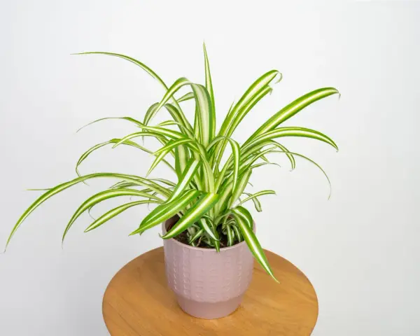 Zielistka odmiany Chlorophytum comosum 'Variegatum' w ozdobnej doniczce na drewnianym stoliku.