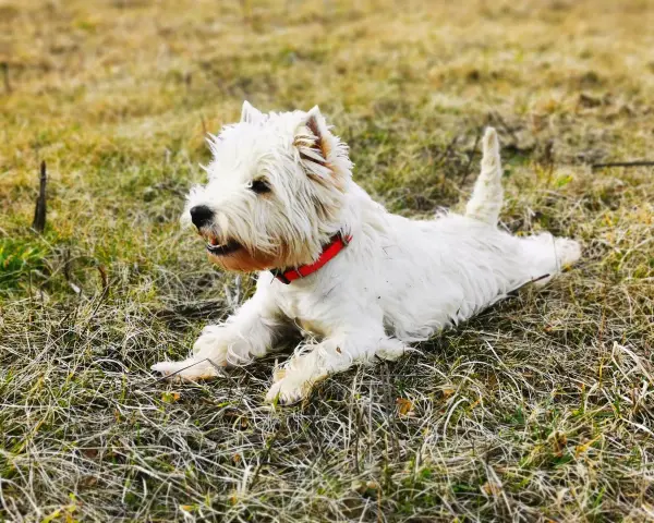 Westie piesek w czerwonej obroży leży na trawie. Szukasz informacji o west pies cena?
