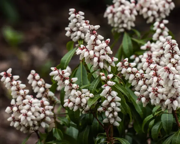 Vackra vita blomklasar på en Pieris japonica, som små pärlor mot mörkgröna blad.