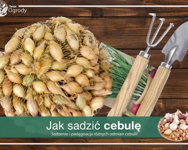 Siatka pełna cebulek dymek gotowych do sadzenia, obok mała łopatka i grabki. Czas na sadzenie cebuli!