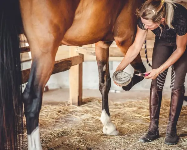 Une femme nettoie le sabot d'un cheval, s'assurant que chaque phalange du cheval est en bonne santé.