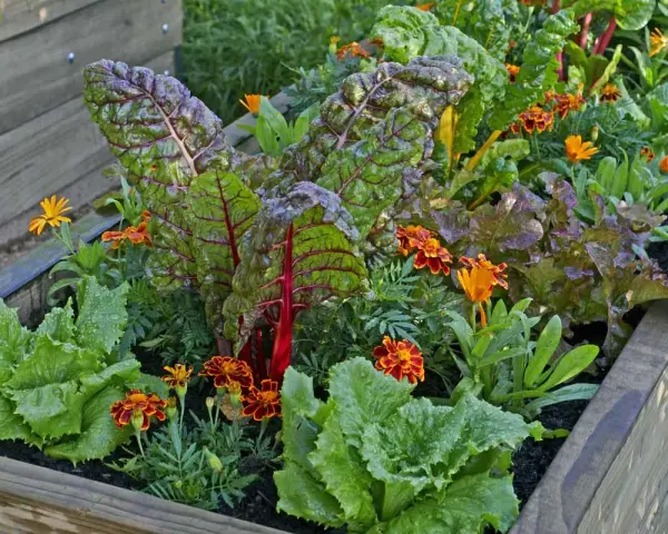 A raised garden bed showcasing vibrant swiss chard with red stems, nestled amongst lettuce and bright orange marigolds, demonstrating excellent swiss chard companion plants.