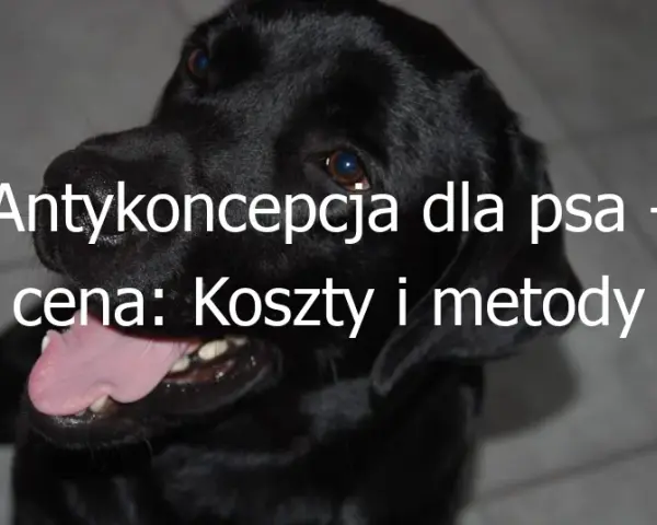 Ile kosztuje zastrzyk antykoncepcyjny dla psa? Sprawdź ceny i opcje
