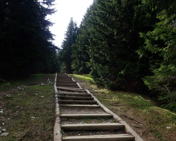 Długie, drewniane schody w lesie, jak gęsia szyja, wiodą w górę.