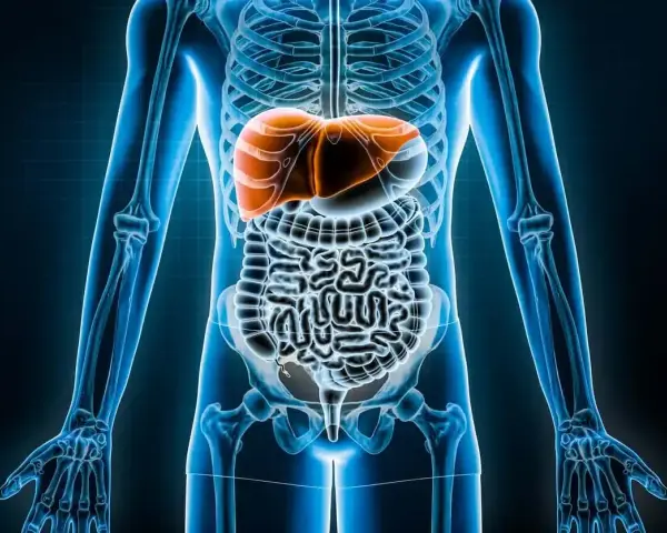 Anatomia człowieka, gdzie jest wątroba. Pomarańczowa wątroba widoczna nad jelitami w niebieskim szkielecie.