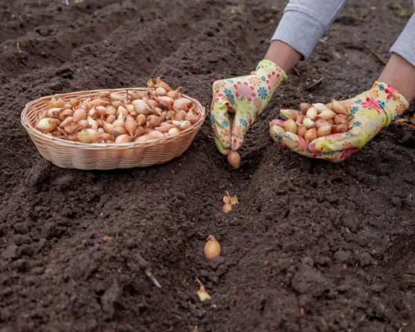 Ręce w kolorowych rękawiczkach sadzą dymkę cebuli do ziemi. Obok koszyk pełen cebulek. Rozpoczyna się uprawa cebuli z dymki.