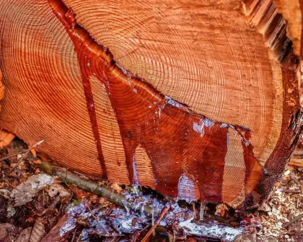 Krople żywicy spływają po świeżo ściętym pniu drzewa. Zastanawiasz się, czym zmyć żywicę?