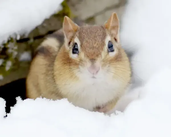 Un adorable tamia émerge de la neige, un des nombreux animaux en hiver qui bravent le froid.