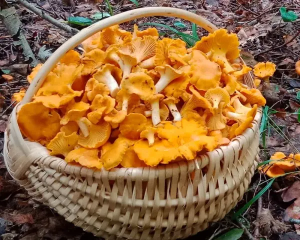 Pełen koszyk złotych kurek, zebranych w lesie, gdzie rosną kurki. Wspaniały zbiór leśnych skarbów.