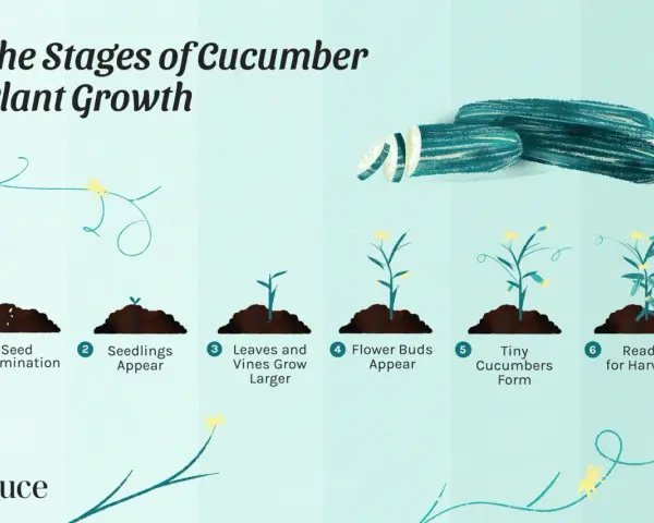 Illustration showing the cucumber plant stages: seed germination, seedlings, vine growth, flower buds, tiny cucumbers, and ready for harvest.