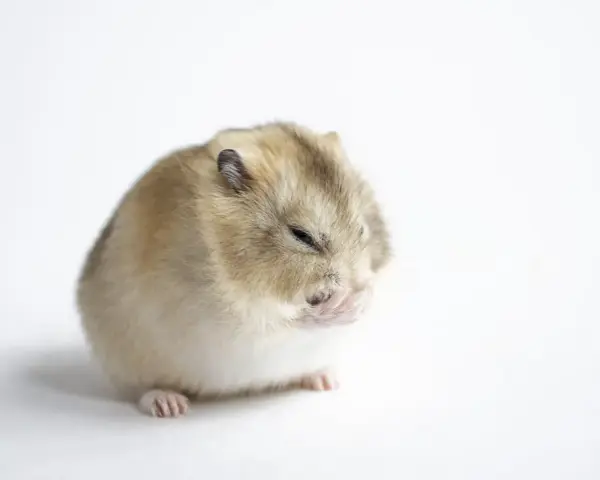 Mały chomik zamyka oczy, jakby zastanawiał się, czy chomiki hibernują.
