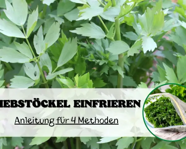 Liebstöckel einfrieren: Anleitung für 4 Methoden. Frische Kräuter im Gefrierbeutel für später.