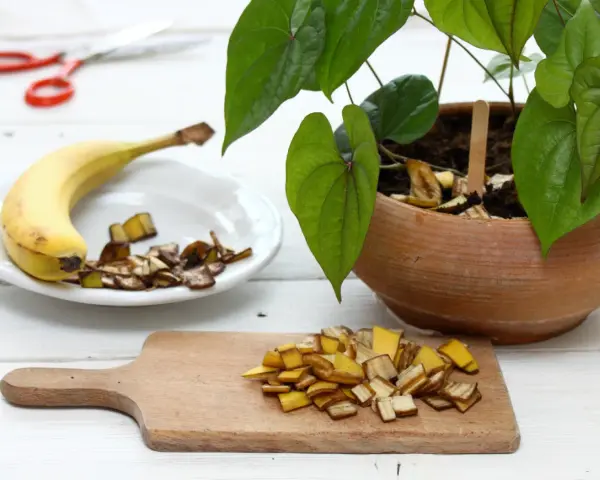 Nawóz z bananów do jakich roślin? Skórki bananów posiekane na desce i talerzu, gotowe do użycia jako naturalny nawóz dla roślin doniczkowych.