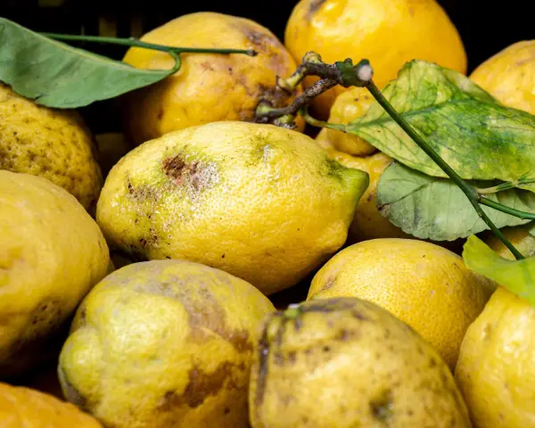 Limoni in vaso con macchie e segni di malattie, alcuni con foglie ingiallite.
