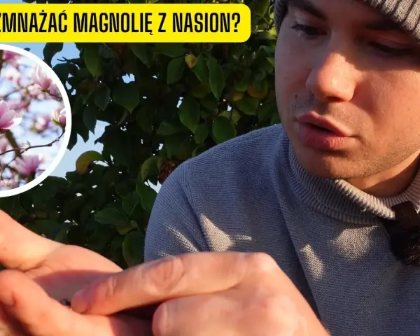 Jak sadzić nasiona magnolii - proste kroki i skuteczne techniki