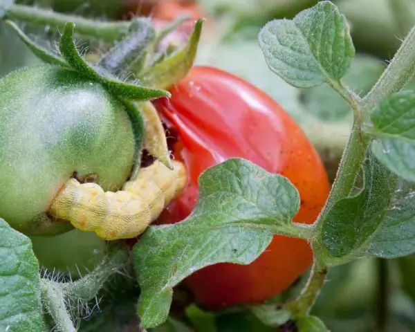 Oruga amarilla devorando un tomate verde. El tratamiento para la tuta del tomate es crucial para proteger la cosecha.