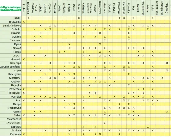 Tabela podpowiada, jakie warzywa nie sadzić obok siebie. Unikaj błędnych połączeń, by mieć zdrowszy ogród.