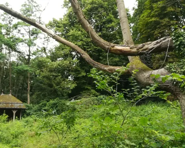 Verwilderter Pavillon in einem Wald, ein typischer lost place Malente. Alte Bäume mit Efeu und üppiges Grün.