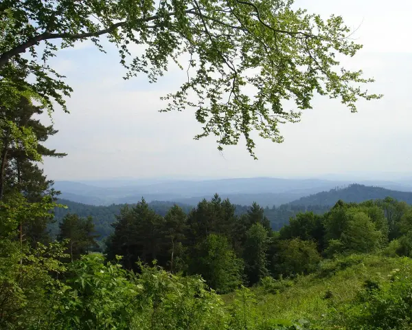 Zielone wzgórza i lasy w górach sanocko-turczańskich, z gałęziami drzew w tle.