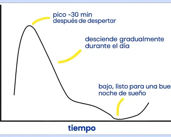Gráfico muestra cómo regular el cortisol: pico al despertar, desciende durante el día, bajo para dormir bien.