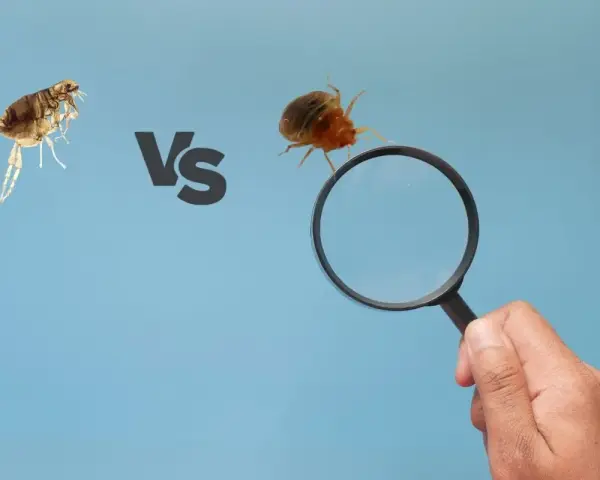 Una pulga y una chinche bajo lupa, comparando estos molestos insectos.
