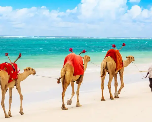 Kenia: Safari, plaże, eTA. Odkryj sekrety niezapomnianej podróży.