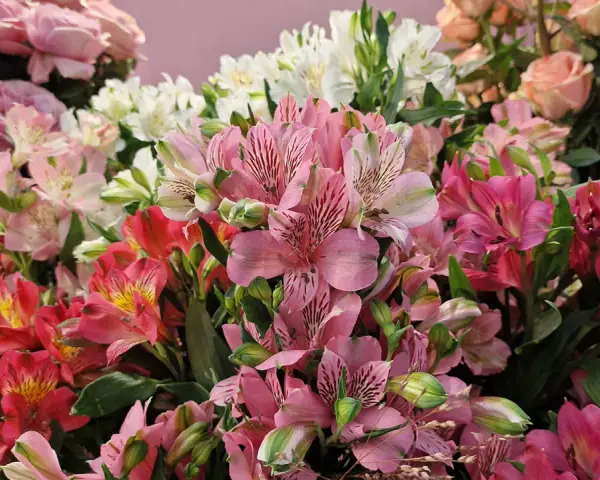 Kolorowy bukiet alstroemeria w wazonie, z różowymi, białymi i czerwonymi kwiatami, tworzy radosną kompozycję.