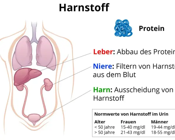 Illustration zeigt menschliche Organe und erklärt, wie Leber Proteine abbaut und Nieren Harnstoff filtern. Hoher Harnstoffwert kann ein Problem sein.