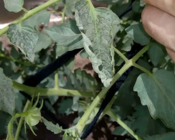 Hojas de tomate con manchas negras, indicando posible enfermedad. Una mano revisa la planta.
