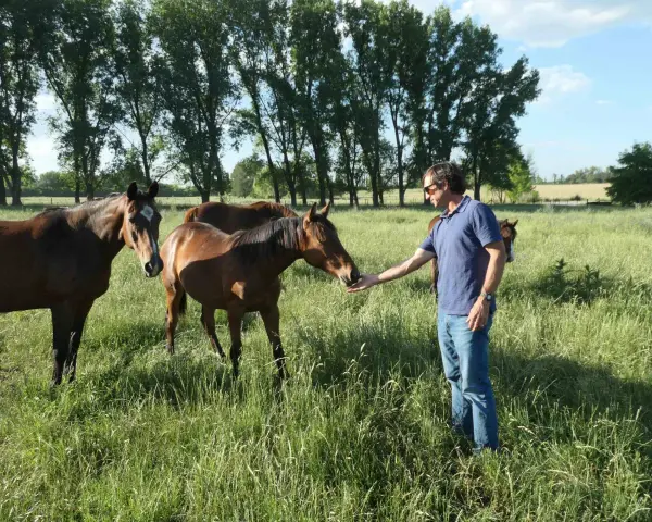 Un homme nourrit un cheval dans un pré verdoyant, entouré d'arbres. Un **palloubet d'Halong** se distingue par sa robe brune et sa tête curieuse.