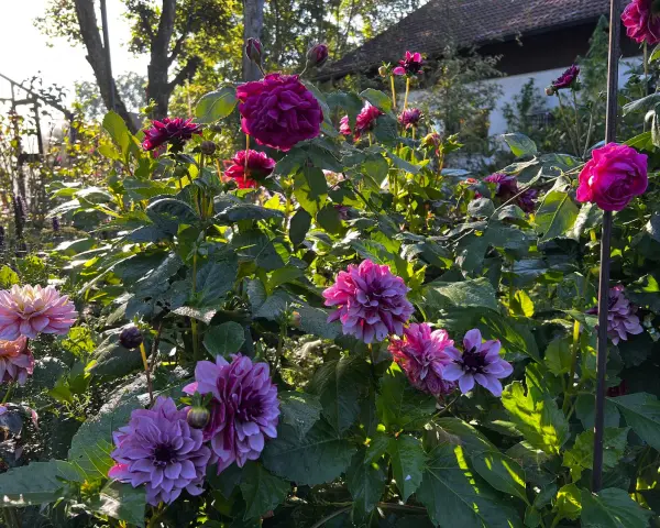 Prächtige Dahlien in Rosa- und Violetttönen blühen im Garten. Die Sonne beleuchtet die Blüten und das grüne Laub, ein schöner Anblick beim Dahlien pflanzen.