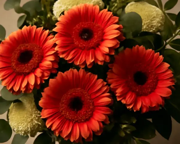 En bukett med lysande orange gerbera blomma, omgiven av gröna blad och fluffiga vita blommor.