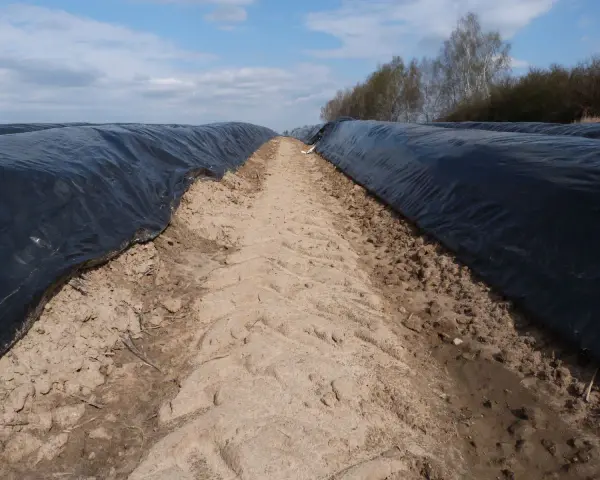 Jaki nawóz pod szparagi? Odkryj sekrety skutecznego nawożenia