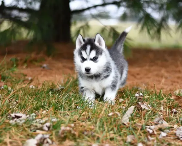 Czy husky jest dobry dla dzieci? Odkryj zalety i zagrożenia