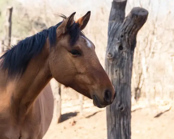Profil d'un cheval brun, crinière noire, avec une étoile blanche sur le front. Le cheval semble en bonne santé, loin de toute gale.