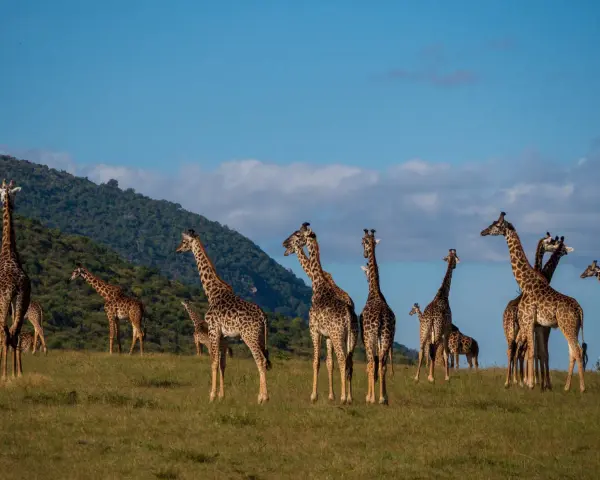 Stado żyraf pasących się na trawiastym wzgórzu w rezerwacie Masai Mara.