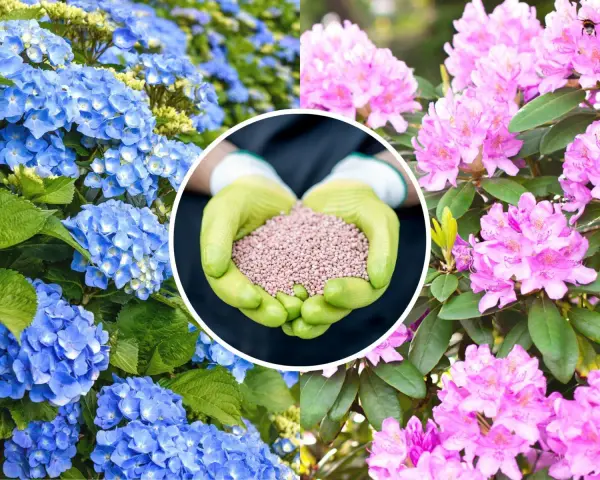 Różowe rododendrony i niebieskie hortensje. W centrum dłonie w rękawiczkach trzymają nawóz, klucz do tego, jak pielęgnować rododendron.