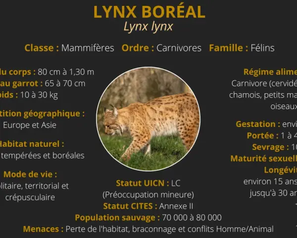 Lynx boréal, carnivore, que mange le lynx ? Cervidés, sangliers, chamois, petits mammifères et oiseaux.