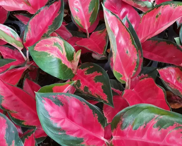 Bogactwo kolorów na liściach aglaonema odmiany. Intensywna czerwień przeplata się z zielenią, tworząc zachwycający wzór.
