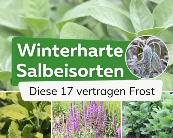 Winterharte Salbeisorten: Diese 17 Sorten trotzen Frost. Nahaufnahme von Salbeiblättern, einige mit Raureif bedeckt.
