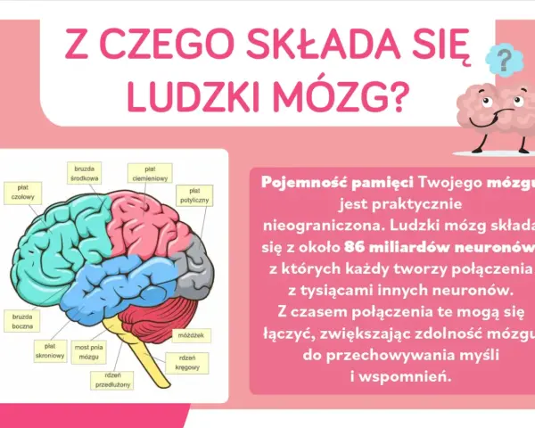 Schematyczny ludzki mózg z zaznaczonymi płatami: czołowym, ciemieniowym, potylicznym, skroniowym, móżdżkiem i pniem mózgu.